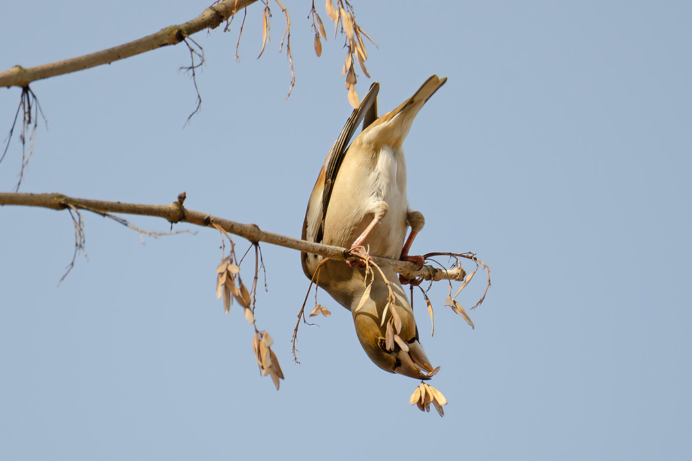 Фотографія Гимнастка-дубоносиха :) / Оксана Маховская / photographers.ua