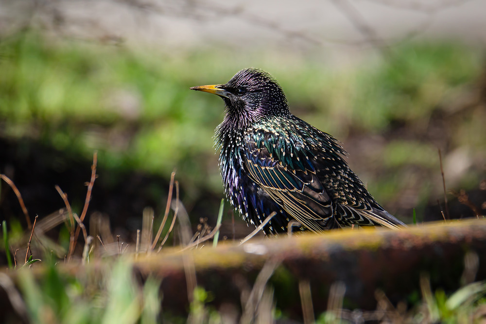 Фотографія Скворец мартовский / Оксана Маховская / photographers.ua