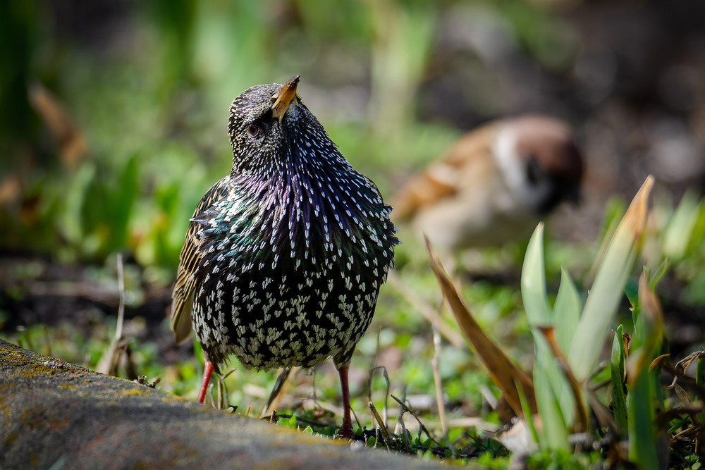 Фотографія Скворец призадумался / Оксана Маховская / photographers.ua