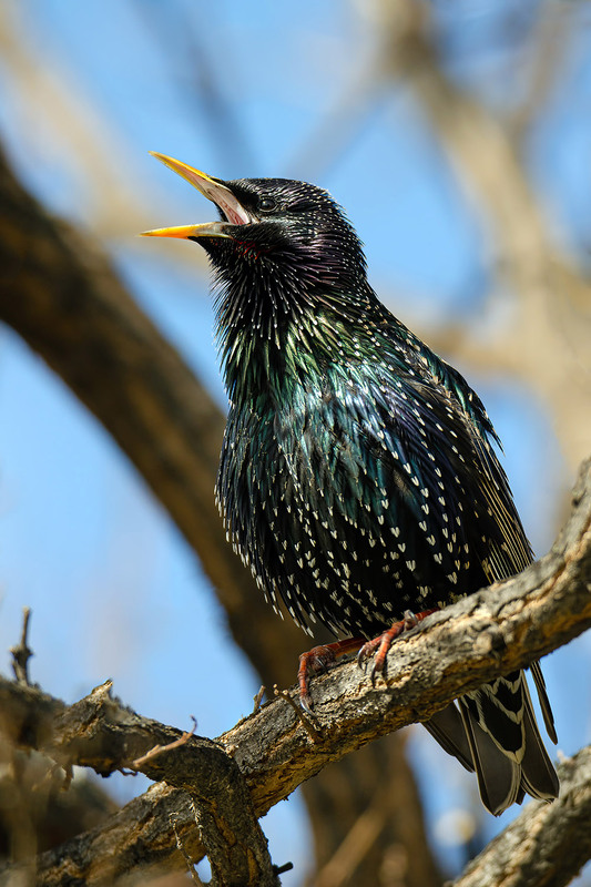 Фотографія Призывающий весну / Оксана Маховская / photographers.ua