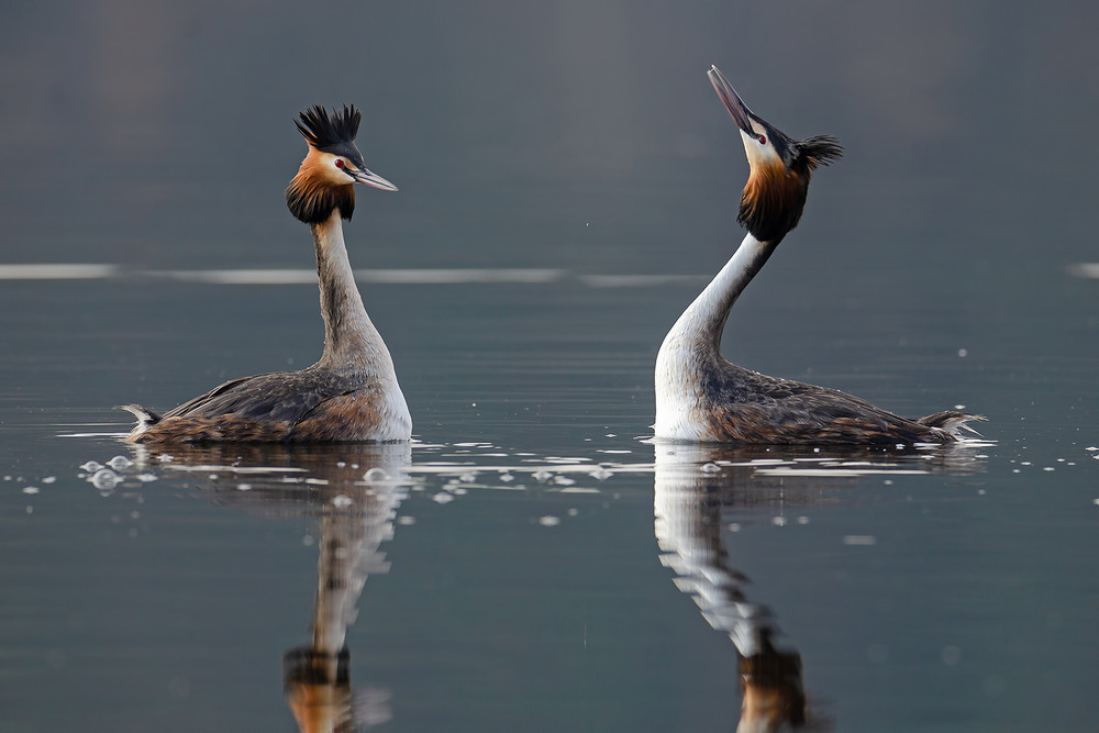 Фотографія Танец чомг / Оксана Маховская / photographers.ua
