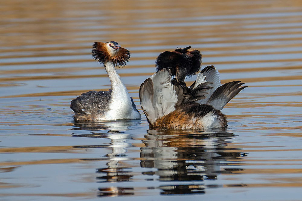 Фотографія Какая неожиданная встреча!.. / Оксана Маховская / photographers.ua