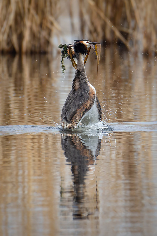 Фотографія Мартовский танец / Оксана Маховская / photographers.ua