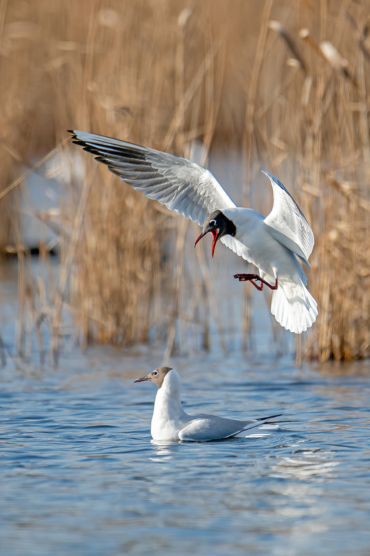 Фотографія Любимая, я нашёл тебя!.. / Оксана Маховская / photographers.ua