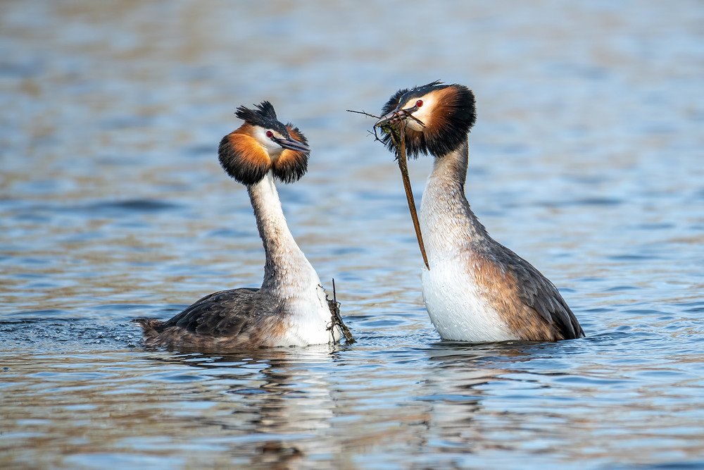 Фотографія Это тебе, дорогая!.. / Оксана Маховская / photographers.ua