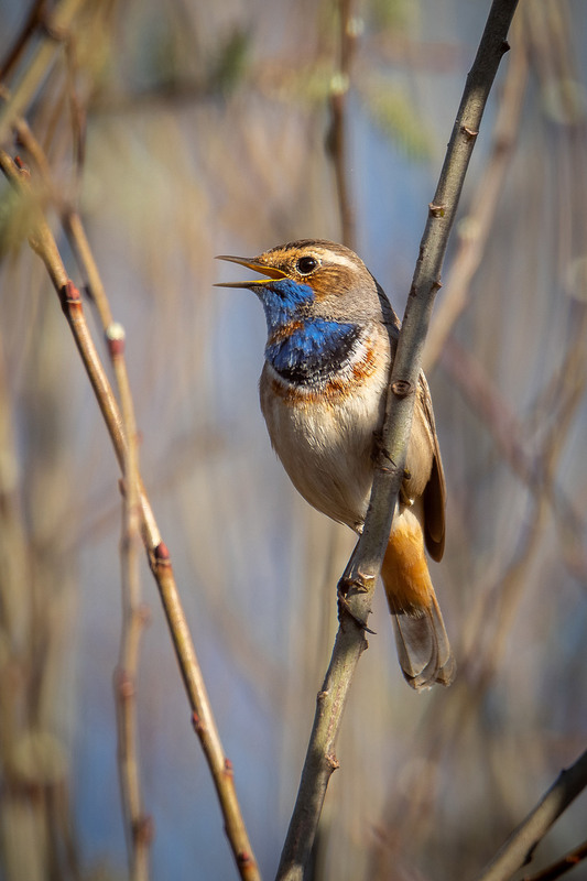 Фотографія Апрельская варакушка / Оксана Маховская / photographers.ua