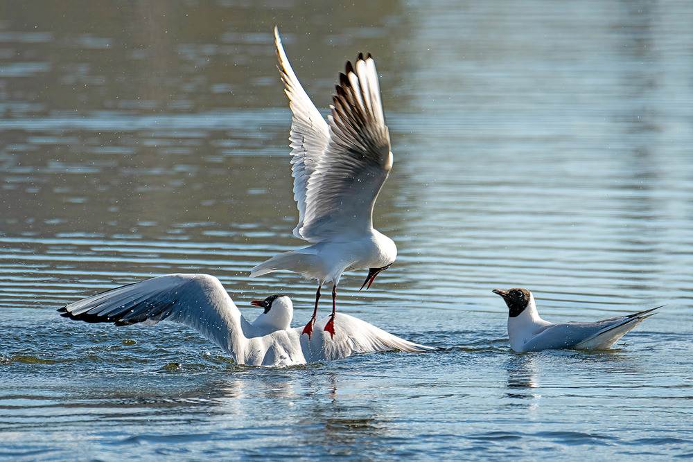 Фотографія Разборки чаек / Оксана Маховская / photographers.ua