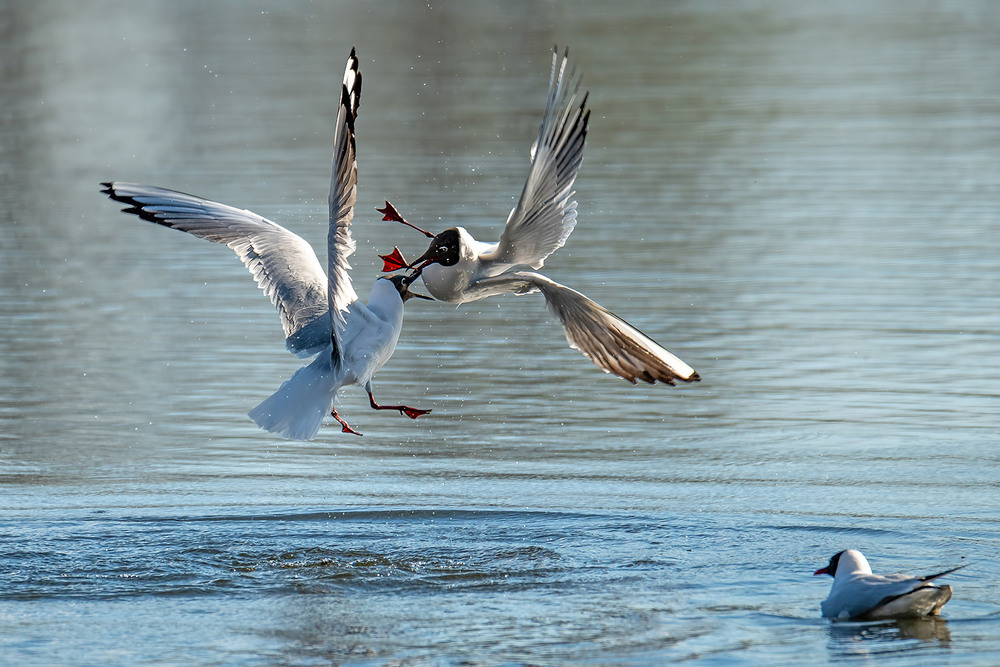 Фотографія За даму и территорию / Оксана Маховская / photographers.ua