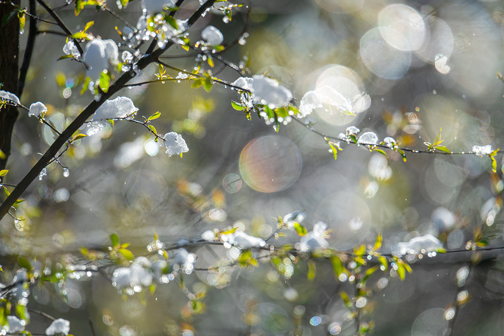 Фотографія Проблеск весны. Ждём... / Оксана Маховская / photographers.ua