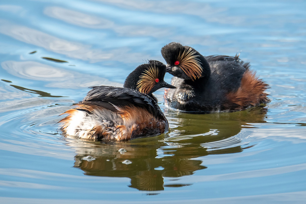 Фотографія Черношейная парочка / Оксана Маховская / photographers.ua