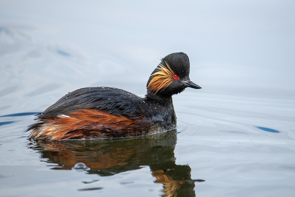 Фотографія Черношейка / Оксана Маховская / photographers.ua