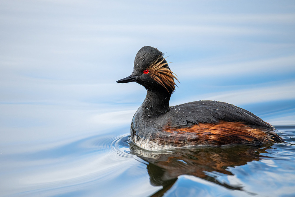 Фотографія Портрет черношейной поганки / Оксана Маховская / photographers.ua