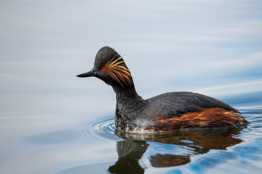 Фотографія Любопытная красота / Оксана Маховская / photographers.ua