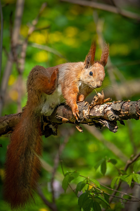 Фотографія Обаятельная непосредственность / Оксана Маховская / photographers.ua