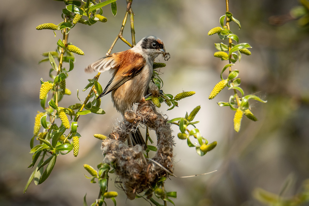 Фотографія Ремез и начало его гнезда / Оксана Маховская / photographers.ua