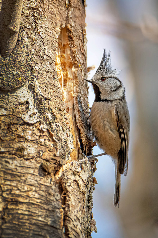 Фотографія У входа в домик / Оксана Маховская / photographers.ua