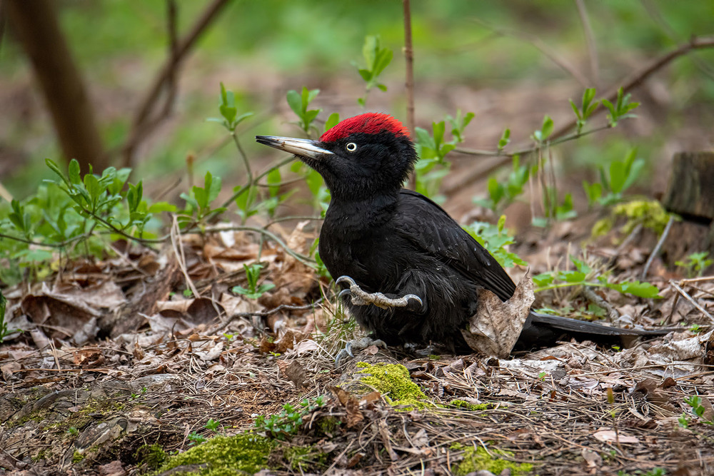 Фотографія Приветики от чёрного дятла :) / Оксана Маховская / photographers.ua