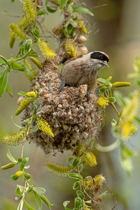 Фотографія Вы в гости?.. / Оксана Маховская / photographers.ua