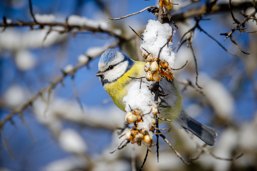 Фотографія Робкая лазоревка / Оксана Маховская / photographers.ua