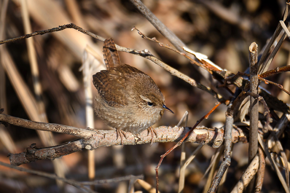 Фотографія Призадумался / Оксана Маховская / photographers.ua