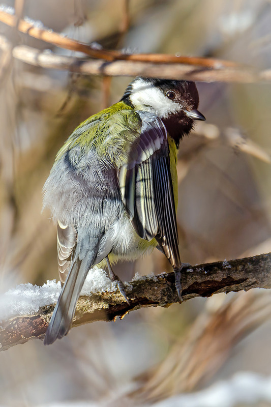 Фотографія Большая синица. Момент отдыха. / Оксана Маховская / photographers.ua