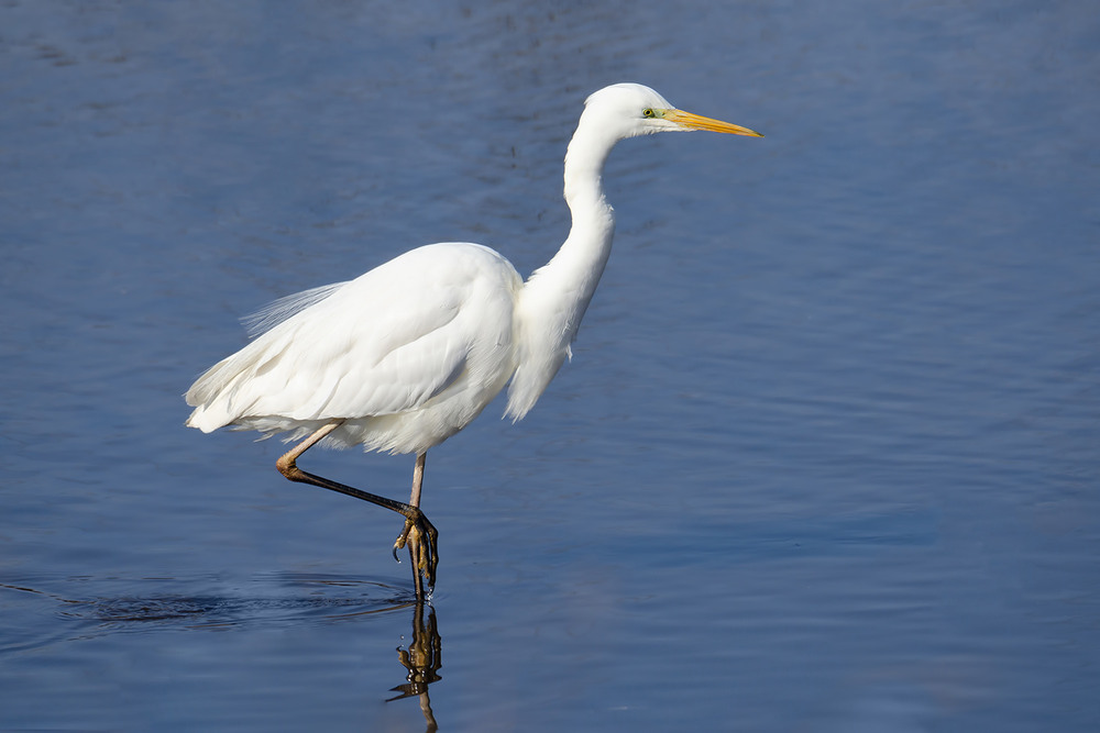 Фотографія Белоснежная на синем / Оксана Маховская / photographers.ua