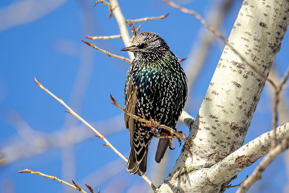 Фотографія Февральский скворец / Оксана Маховская / photographers.ua