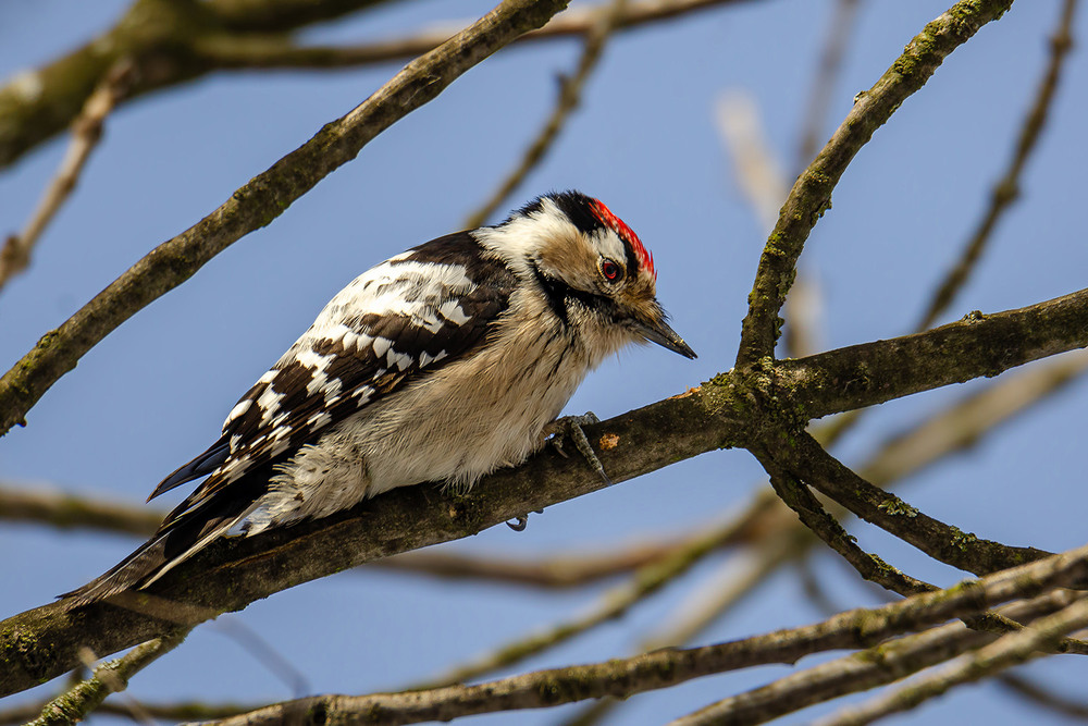 Фотографія Красный глаз малого дятла / Оксана Маховская / photographers.ua
