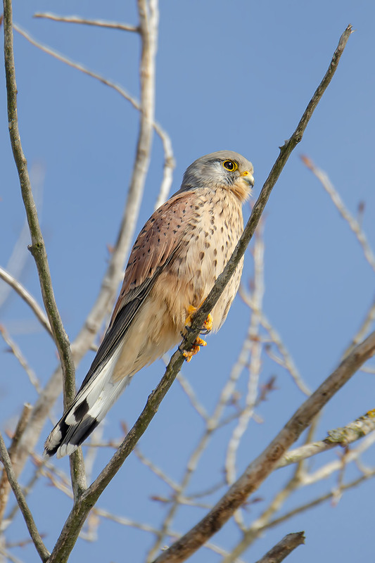 Фотографія Самец пустельги / Оксана Маховская / photographers.ua