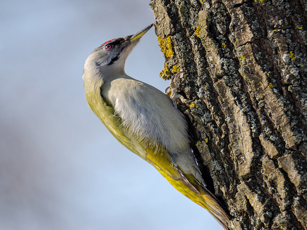 Фотографія Седой дятел в профиль / Оксана Маховская / photographers.ua
