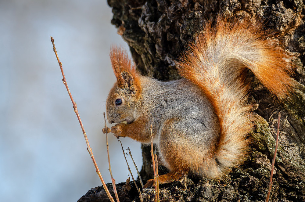 Фотографія Рыжая с серебром / Оксана Маховская / photographers.ua