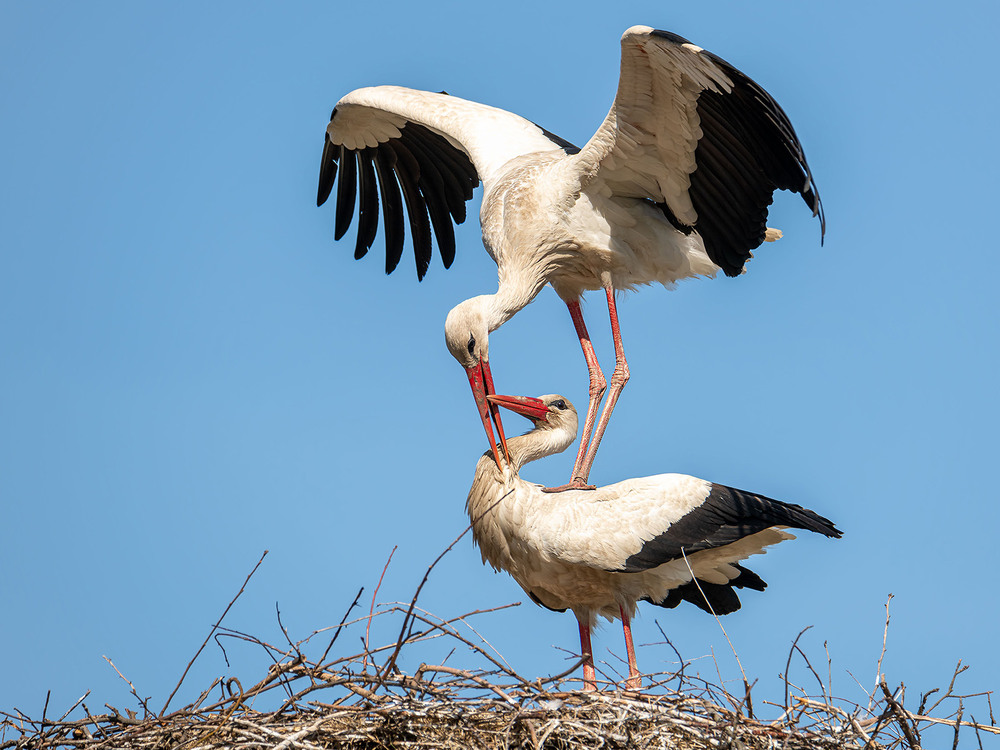 Фотографія Аисты, акробатика :) / Оксана Маховская / photographers.ua
