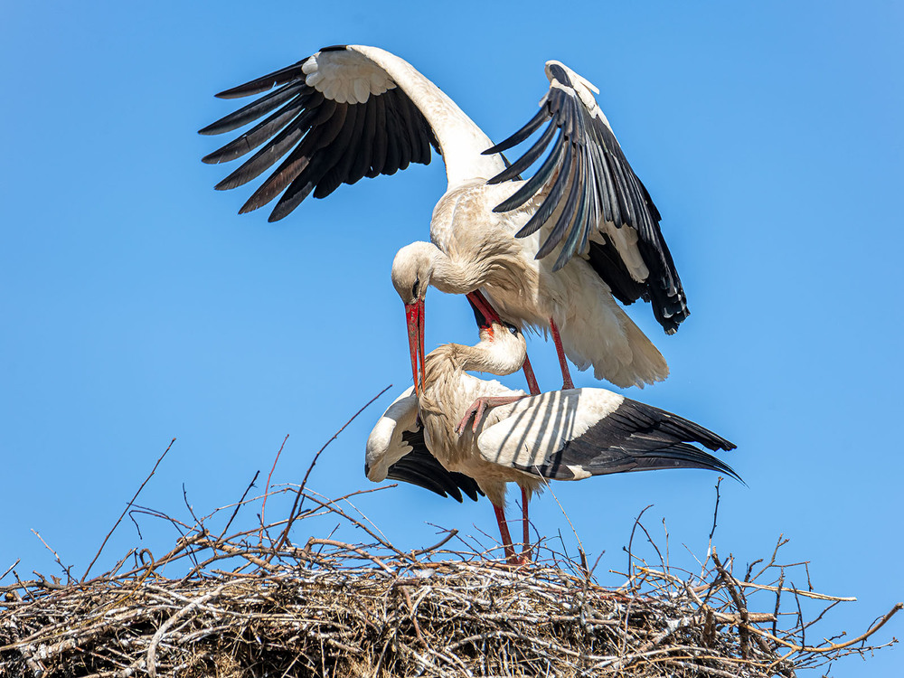 Фотографія Момент в гнезде / Оксана Маховская / photographers.ua