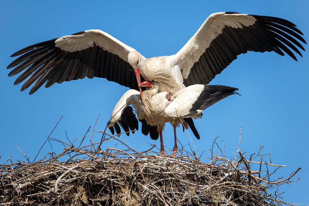 Фотографія Нелёгкая это работа... :) / Оксана Маховская / photographers.ua