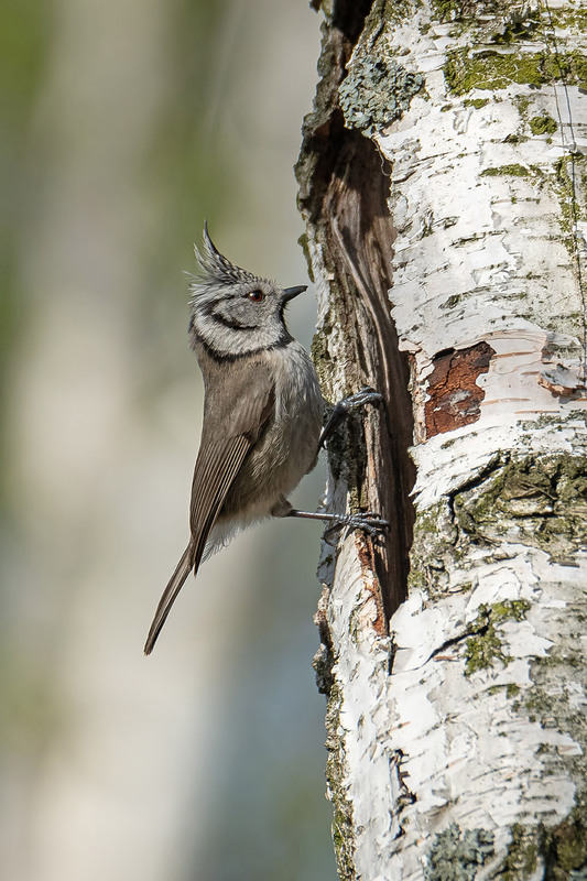 Фотографія У входа / Оксана Маховская / photographers.ua