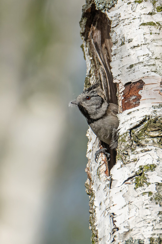 Фотографія Застукали... / Оксана Маховская / photographers.ua