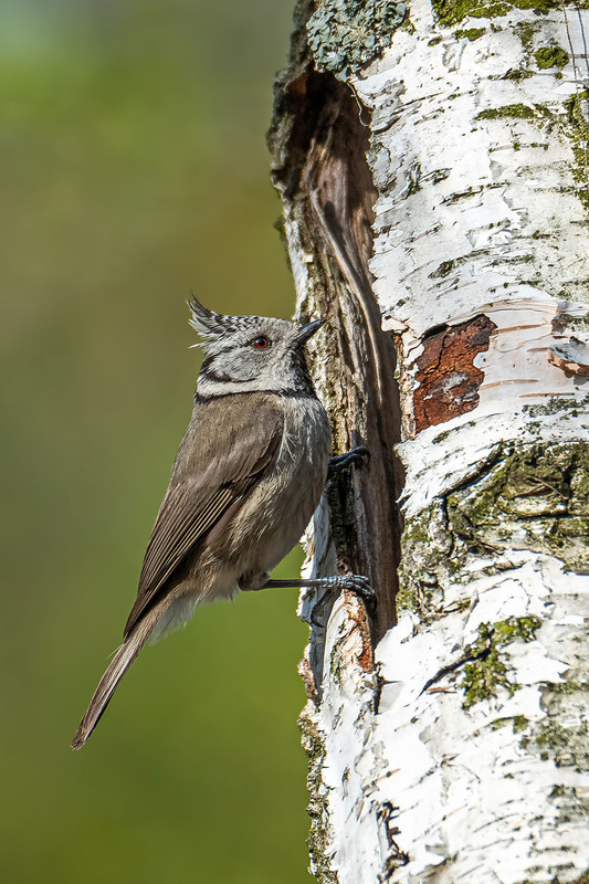 Фотографія На пороге в домик / Оксана Маховская / photographers.ua