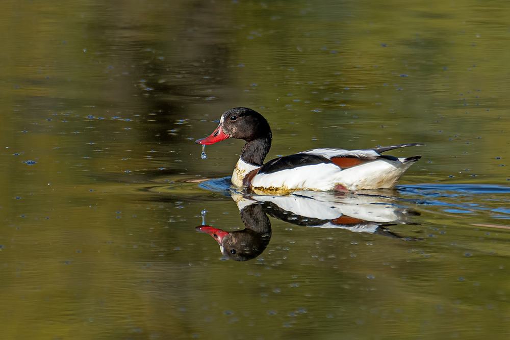 Фотографія Пеганка, самочка. / Оксана Маховская / photographers.ua