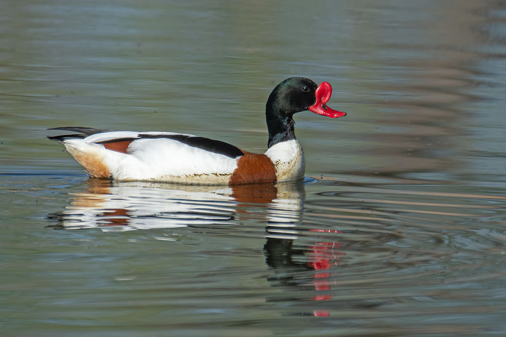 Фотографія Пеганка, самец / Оксана Маховская / photographers.ua