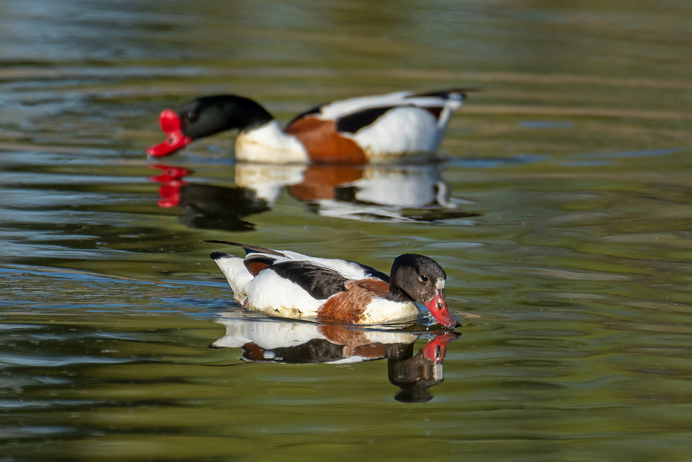 Фотографія Парочка пеганок / Оксана Маховская / photographers.ua