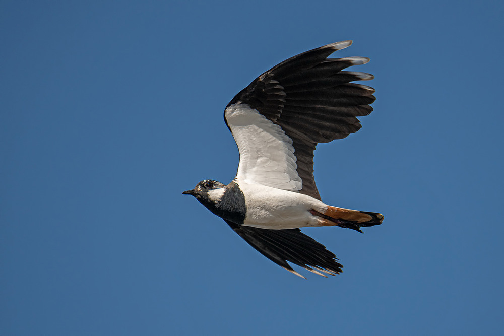 Фотографія Полёт чибиса / Оксана Маховская / photographers.ua