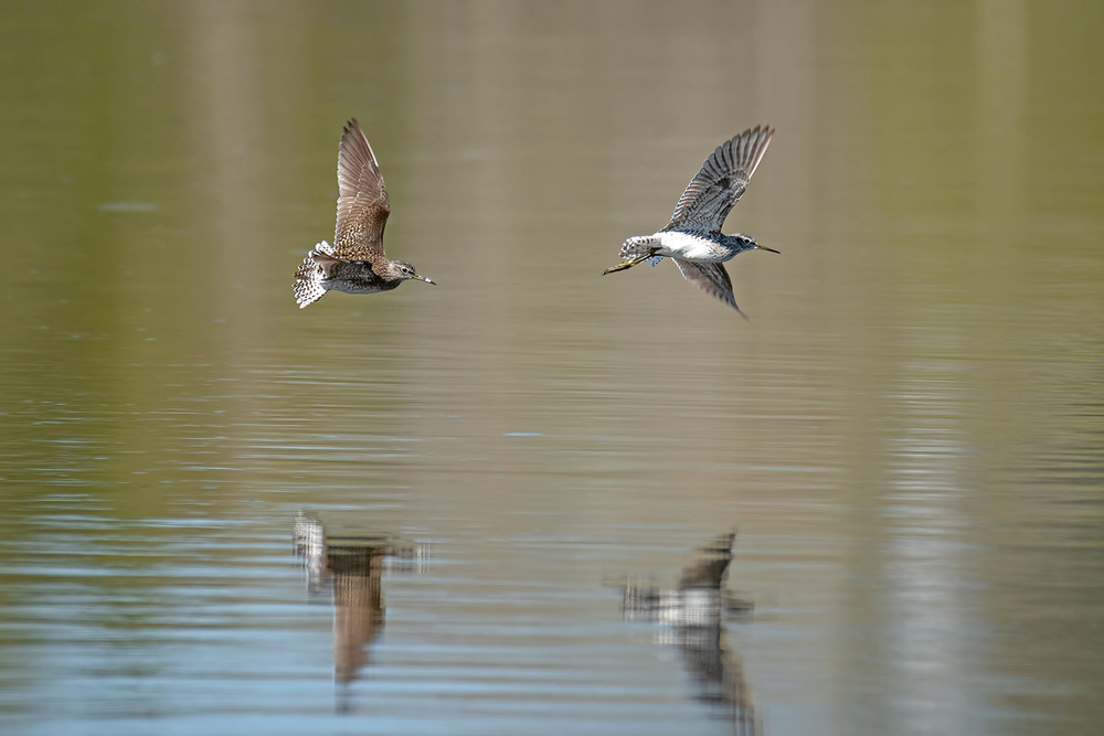 Фотографія Полёт фифи / Оксана Маховская / photographers.ua