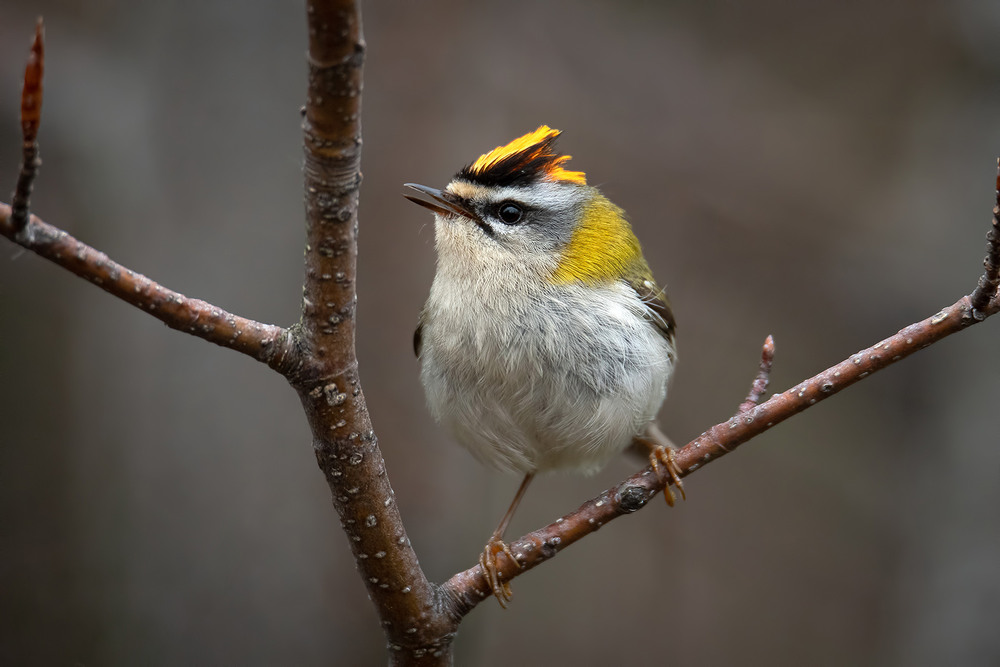Фотографія Красноголовый королёк / Оксана Маховская / photographers.ua