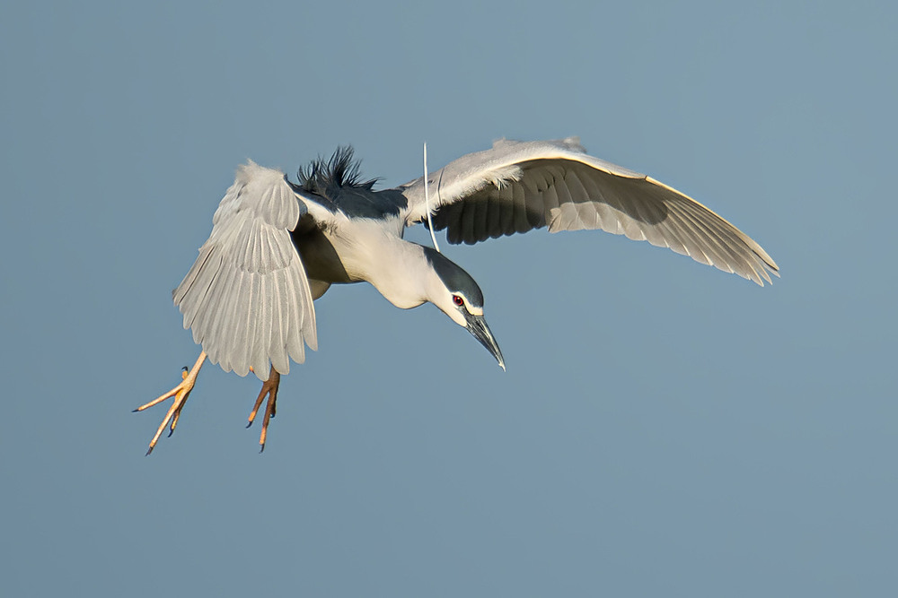 Фотографія Момент кваквы / Оксана Маховская / photographers.ua