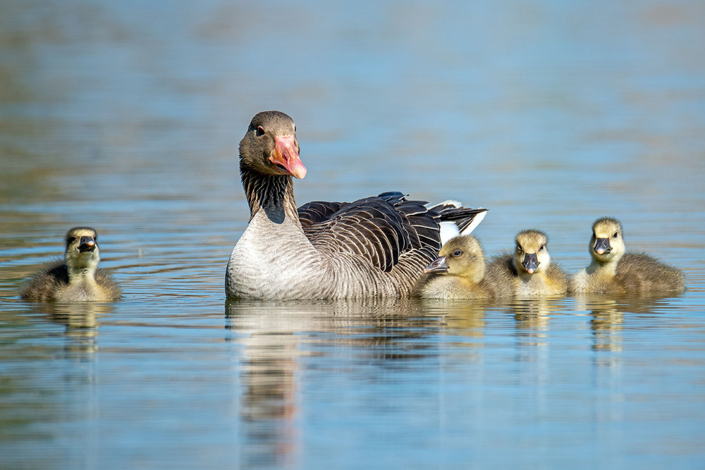 Фотографія Мама-гусь / Оксана Маховская / photographers.ua