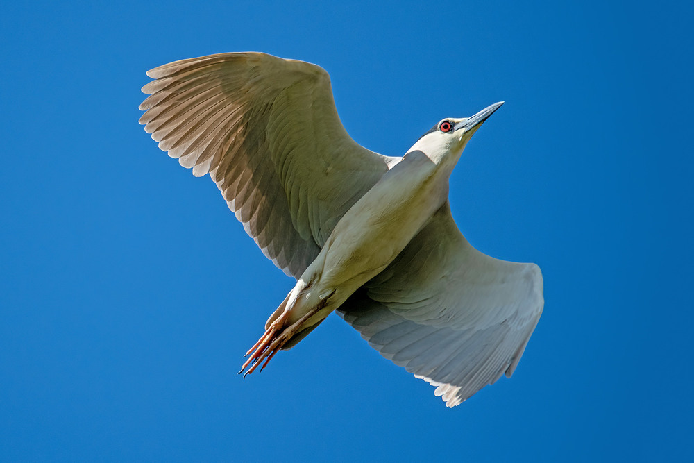 Фотографія Красный глаз кваквы / Оксана Маховская / photographers.ua