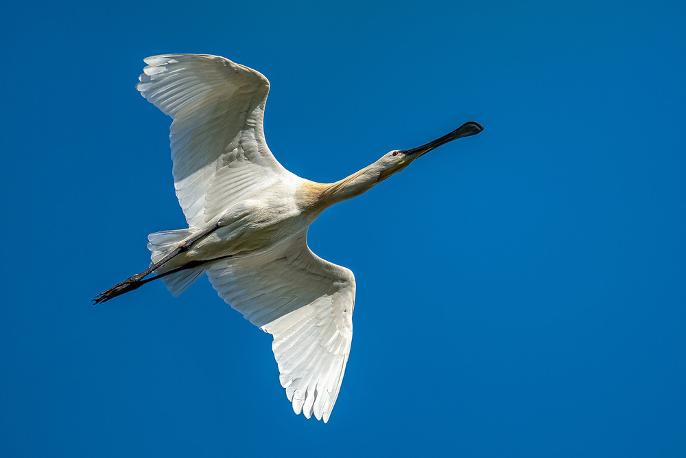 Фотографія Полёт колпицы / Оксана Маховская / photographers.ua