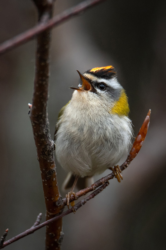 Фотографія Весеннее настроение королька / Оксана Маховская / photographers.ua