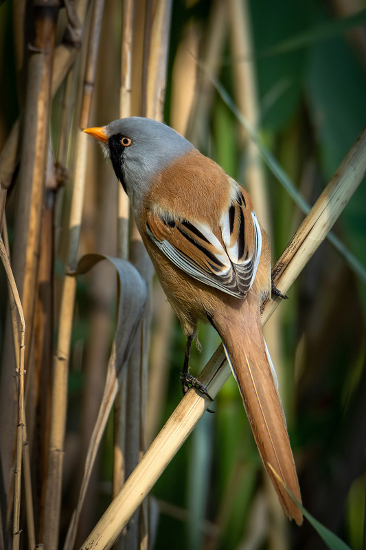 Фотографія Усатый со спины / Оксана Маховская / photographers.ua