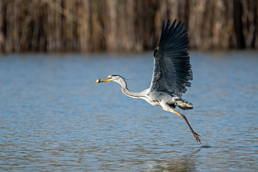 Фотографія Поймала!.. / Оксана Маховская / photographers.ua